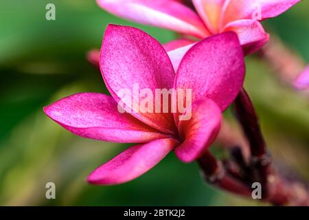 Gros plan de la fleur rose Frangipani, Plumeria SP avec espace de copie Banque D'Images