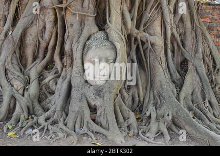 Visage de Bouddha mystique, caché dans un arbre de banyan à Wat Mahathe, Ayutthaya Banque D'Images