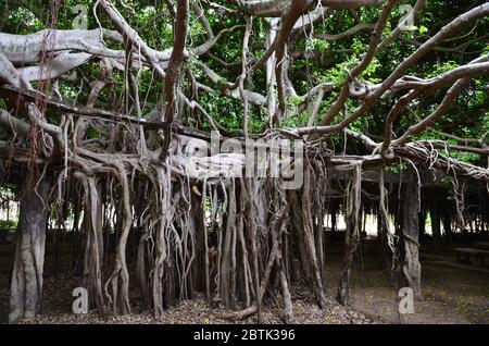 Sai Ngam - le plus grand et le plus ancien Banyan Tree de Phimai en Thaïlande Banque D'Images