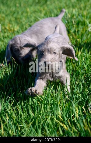 Chiots à poil gris dans l'herbe. Les chiots sont de la race : le pointeur slovaque à poil dur ou le Griffon slovaque à poil dur. Banque D'Images