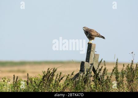 Le bourdonnet commun (Buteo buteo) est un oiseau de proie, se nourrissant de petits mammifères. Banque D'Images