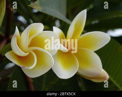 Belles fleurs de la plumeria en Thaïlande Banque D'Images