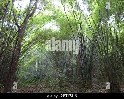 Bambous dans le parc national de Nam Nao en Thaïlande Banque D'Images