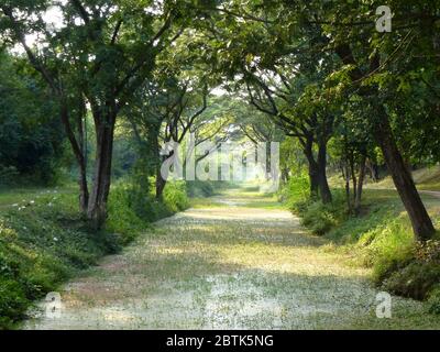 Peut-être l'une des plus belles avenues du monde: Canal avec de splendides arbres à Sukhothai Banque D'Images