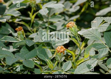 Rosa Canina petits fruits gros plan Banque D'Images