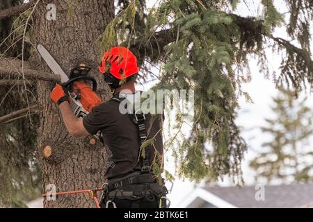 Un arboriste coupant des branches d'un sapin (épicéa) se préparant à couper l'arbre entier Banque D'Images