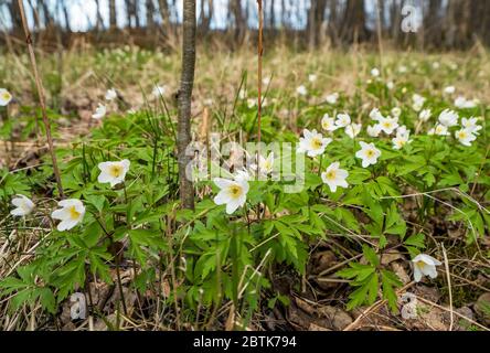 Les premières fleurs d'anémone dans la forêt dans un défrichement Banque D'Images
