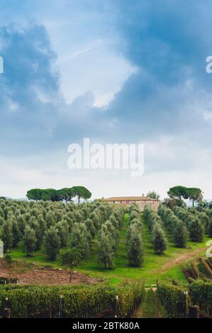 Paysage traditionnel de campagne en Toscane Italie. Vue panoramique sur une oliveraie sur une colline au printemps avec pelouse verte et ciel bleu nuageux, Italie Banque D'Images