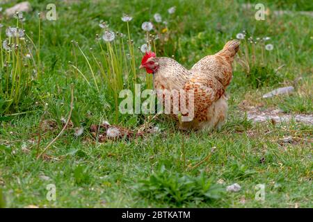 Poulet marchant dans un enclos herbacé. Banque D'Images