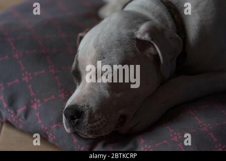 Le chien de type taureau fatigué dort dans son lit. Le chiot repose avec les yeux fermés. Banque D'Images