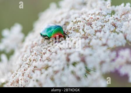 Le coléoptère vert rose s'accumule le nectar sur les fleurs de rowan, en gros plan Banque D'Images