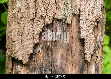 Écorces en décomposition tombant du tronc d'un arbre mort liqidambar (Liquidambar styraciflua) dans Surrey, au sud-est de l'Angleterre Banque D'Images