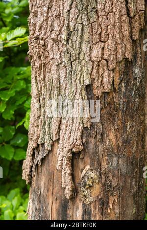 Écorces en décomposition tombant du tronc d'un arbre mort liqidambar (Liquidambar styraciflua) dans Surrey, au sud-est de l'Angleterre Banque D'Images