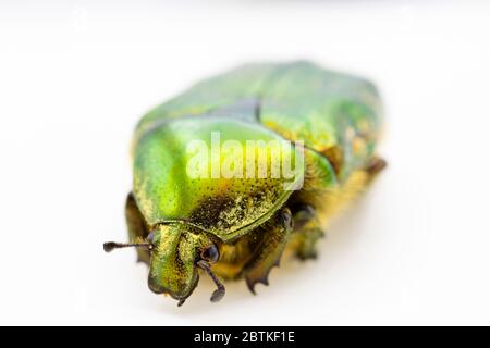 Vue rapprochée antérieure d'un grand coléoptère vert métallique de la Rose-Chafère (Cetonia aurata), commun dans le sud de l'Angleterre, sur fond blanc Banque D'Images