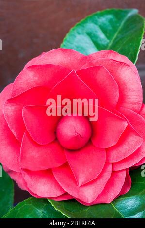 Red Camellia japonica ou Common Camellia un arbuste droit fleurit au printemps un vivace et est entièrement endurci Banque D'Images