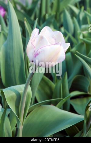 Gros plan sur le pantalon chaud tulipa. Une tulipe simple à fleurs de printemps bicolore de couleur pourpre et blanche appartenant au groupe de triomphe des tulipes Division 3 Banque D'Images