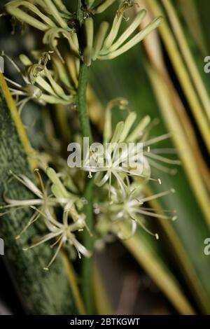Dracaena trifasciata fleur serpent plante asperges famille moderne haute qualité imprimé Banque D'Images