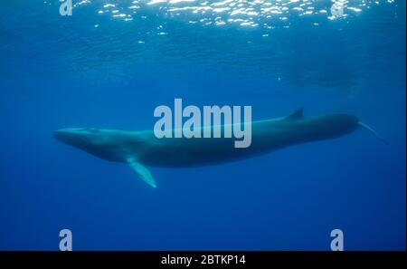 Rorqual commun, Océan Atlantique, île de Pico, Açores. Banque D'Images