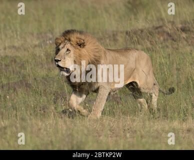 Le lion masculin défend son territoire dans les prairies du Kenya. Banque D'Images