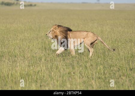 Le lion masculin défend son territoire dans les prairies du Kenya. Banque D'Images