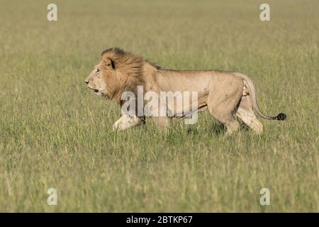 Le lion masculin défend son territoire dans les prairies du Kenya. Banque D'Images