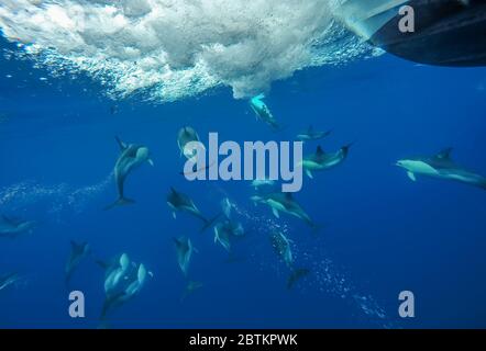 Dauphins communs de l'océan Atlantique. Banque D'Images