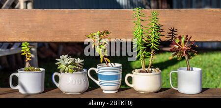 Bannière de l'intitulé des tasses en céramique et des tasses à soupe authentiques réutilisées, recyclées et réutilisées, re proposé comme récipients de plantes succulentes sur un banc de jardin ensoleillé Banque D'Images