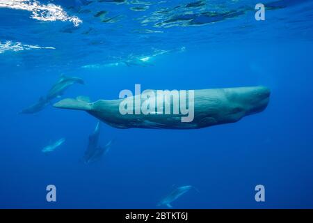 Cachalots harcelés par un groupe de dauphins à nez de bouteille, océan Atlantique, île de Pico, les Açores. Banque D'Images