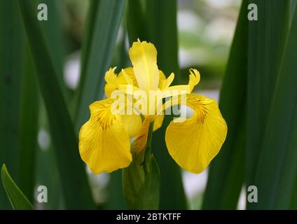 Belle fleur d'iris jaune qui fleurit au printemps Banque D'Images