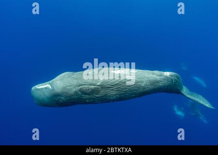 Cachalots harcelés par un groupe de dauphins à nez de bouteille, océan Atlantique, île de Pico, les Açores. Banque D'Images