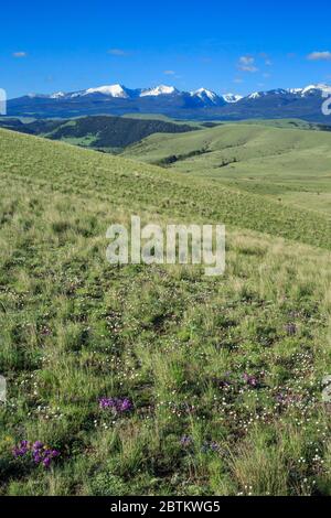 chaîne de flint creek et contreforts près de garnison, montana Banque D'Images