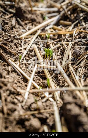 Des plantules de lentilles qui se poque dans le sol dans un champ de fermiers en Saskatchewan, Canada (foyer sélectif) Banque D'Images