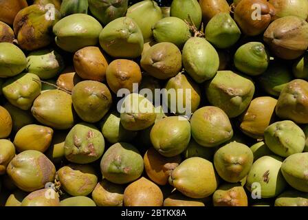 Mumbai, Maharashtra, Inde, Asie, 09 novembre 2006 - Bouch/tas de noix de coco tendres vertes (Cocos nucifera) colorées à vendre sur le bord de la route Banque D'Images