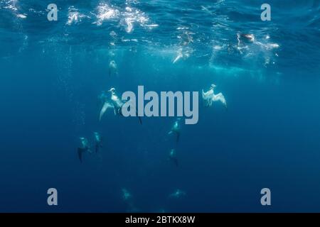 Cory's Shearwater essayant de se nourrir de sardines. Banque D'Images