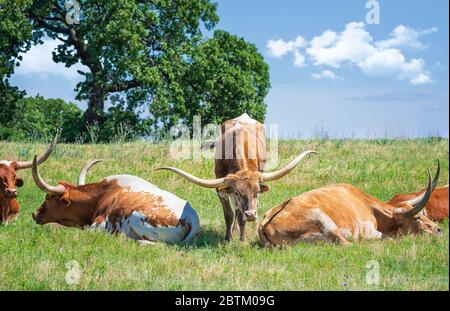 Bétail de longhorn du Texas qui broutage dans les pâturages de printemps. Arbres et ciel bleu nuages blancs fond. Banque D'Images