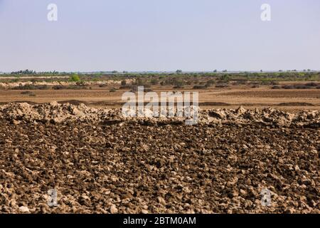 Champs agricoles près de Makli, bassin inférieur de l'Indus, banlieue de Karachi, province de Sindh, Pakistan, Asie du Sud, Asie Banque D'Images