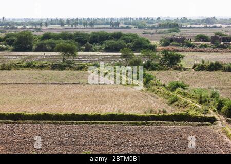 Champs agricoles à Makli, bassin inférieur de l'Indus, banlieue de Karachi, province de Sindh, Pakistan, Asie du Sud, Asie Banque D'Images