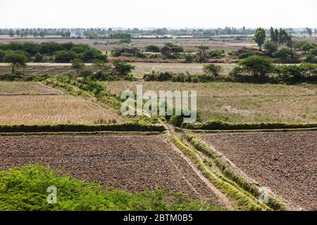 Champs agricoles à Makli, bassin inférieur de l'Indus, banlieue de Karachi, province de Sindh, Pakistan, Asie du Sud, Asie Banque D'Images