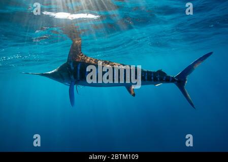 Makaire rayé, Océan Pacifique, Basse-Californie, Mexique. Banque D'Images