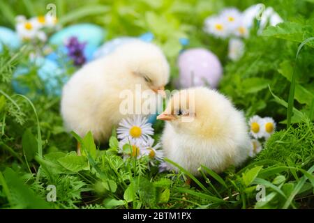 Petits poulets avec des œufs de Pâques colorés peints sur l'herbe verte Banque D'Images