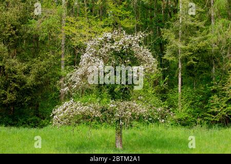 Pommier en fleurs devant une forêt, la partie centrale de l'arbre est morte en raison de la croissance de l'ivie sur les branches Banque D'Images