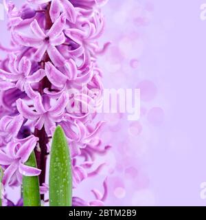 Jacinthe rose avec gouttes d'eau (avec espace pour votre texte) sur fond rose Banque D'Images