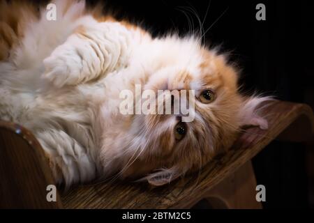 Portrait rêveur d'un chat forestier norvégien couché sur le dos. Banque D'Images