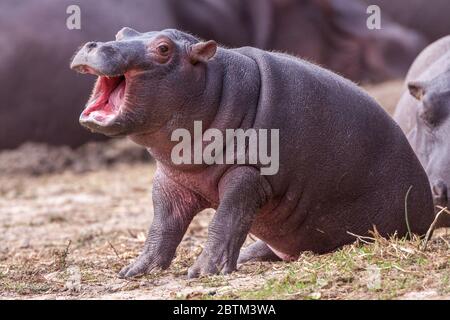 Petit bébé Hippo assis à l'extérieur de l'eau avec la bouche ouverte Kruger Park Afrique du Sud Banque D'Images