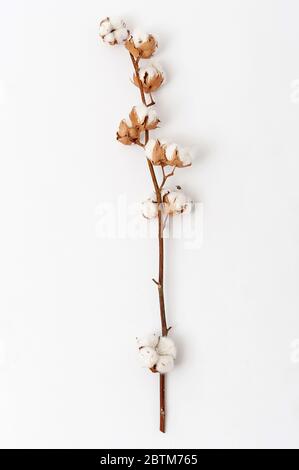 Brin de coton mûri sur fond blanc. Branche de fleurs de coton molletonnées Banque D'Images