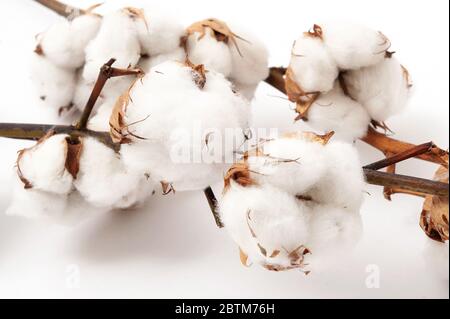 Branche de coton avec fleurs sur fond blanc. Gros plan Banque D'Images