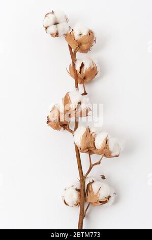 Bouillies de fleurs de coton sur fond blanc. Gros plan Banque D'Images