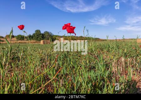 Les coquelicots rouges fleurissent parmi l'herbe sur un champ de blé fauchée sur le fond d'un ciel bleu avec des nuages Banque D'Images