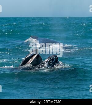 Baleines à bosse se nourrissant du plancton provoqué par le courant de Benguela, Océan Atlantique, Afrique du Sud. Banque D'Images