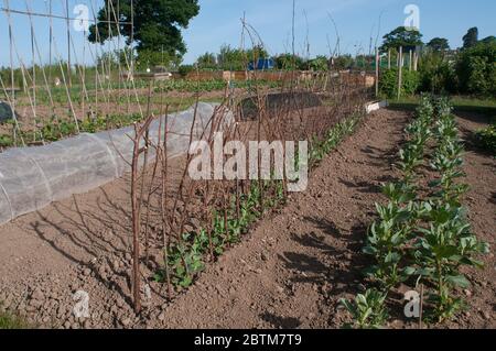 Allotissements dans Baschurch Shropshire Royaume-Uni Banque D'Images